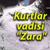 Kurtlar vadisi “Zara”