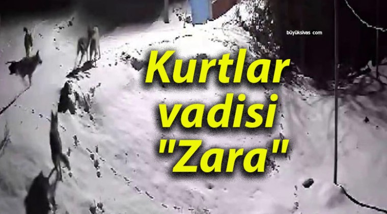 Kurtlar vadisi “Zara”