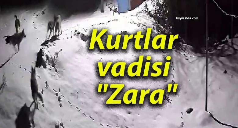 Kurtlar vadisi “Zara”