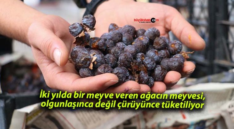 İki yılda bir meyve veren ağacın meyvesi, olgunlaşınca değil çürüyünce tüketiliyor